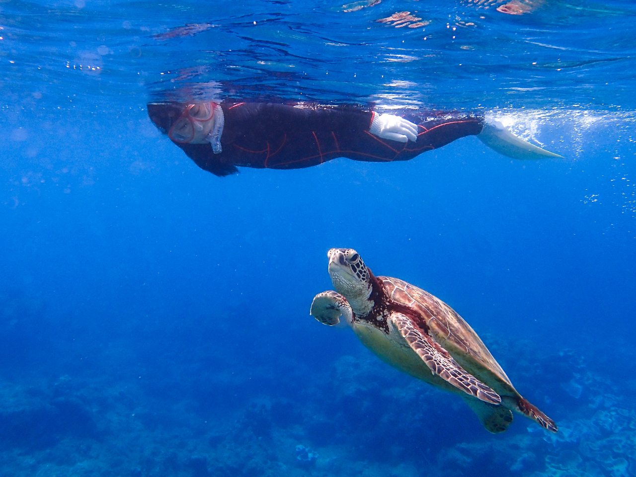 ṽE~K̓th[ Ƌ߂ÂĂ݂܂傤