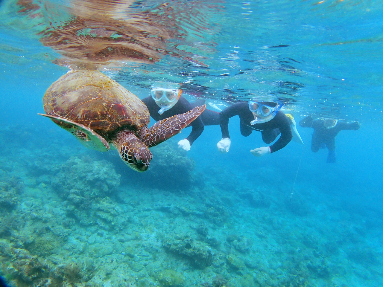 身軽な装備でお手軽に水中世界を散歩してみたい方や
気軽にフィッシュウォッチングを楽しみたい方におススメ♪
初心者の方でも、沢山のカラフルな魚達に出会えます
☆ツアー中の記念動画をプレゼント!