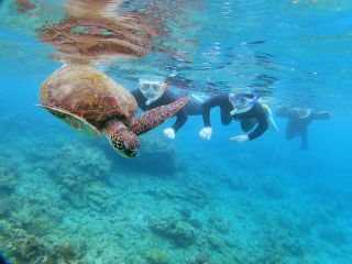 ウミガメを探しに行こう!