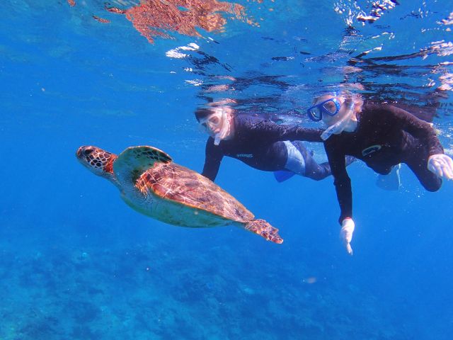 屋久島の海でウミガメとシュノーケリング