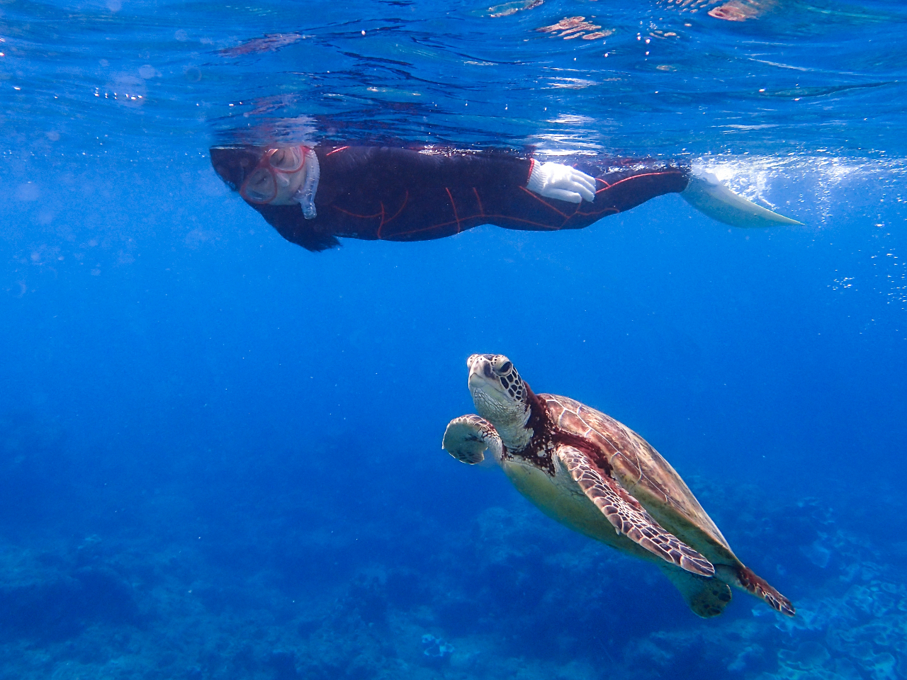 フレンドリーな屋久島のウミガメ♪そっと近づいてね
