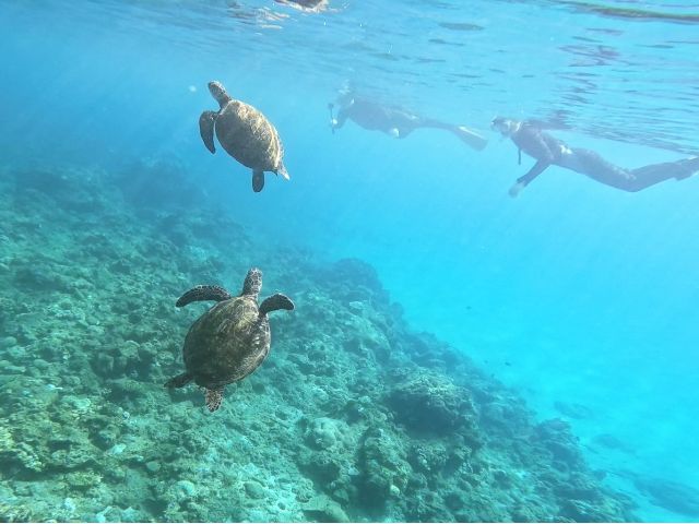 ウミガメくんがクルクルと追いかけっこをしていたよ!