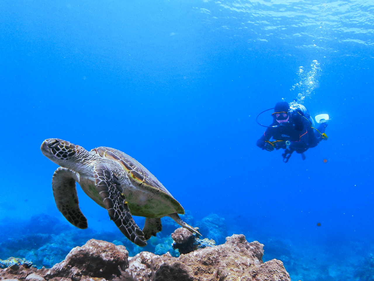 ���v���Ń_�C�r���O���y�������I