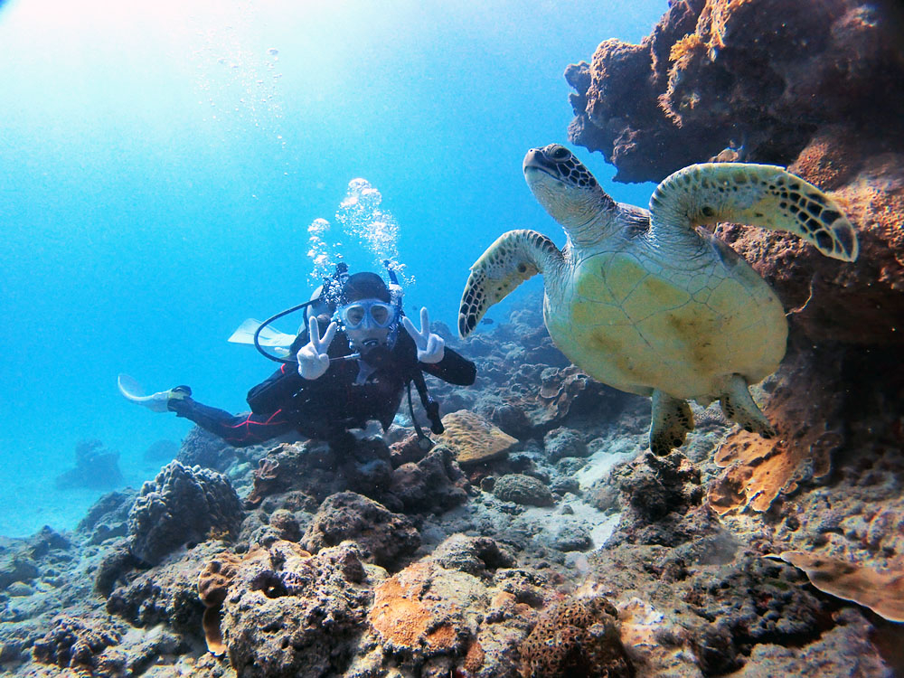 ウミガメに会えることも!
