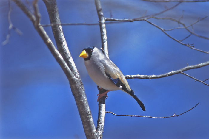 CJ͂ƂĂ̂DBuR[q[Ptv[YvƕN炩ȉ̐XɋB