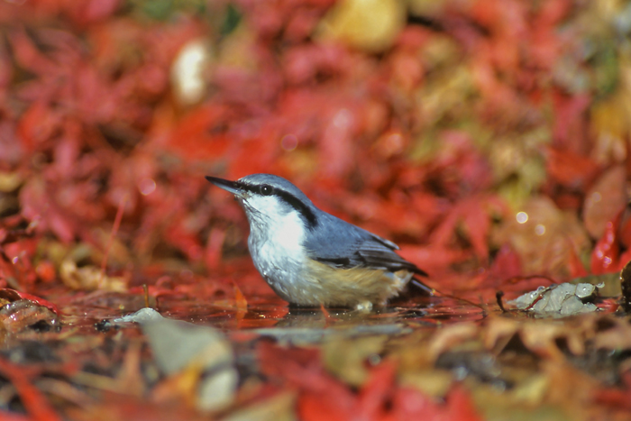 тSWEJB󂢐ӂ͐D̖쒹ώ@|CgB