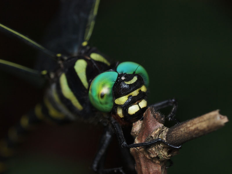 Ă͍̋G߁Bӂɂ͓{ő̃g{AIj}򗈂B