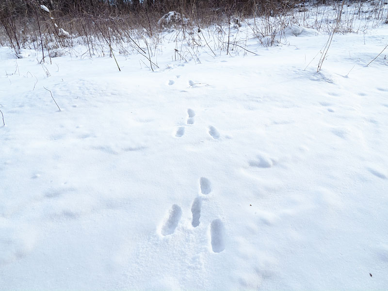 쐶̐nłuy쒹̐XvBႪςƃmETMLclAjzXAJVJȂǂ̑ՂcĂ鎖B