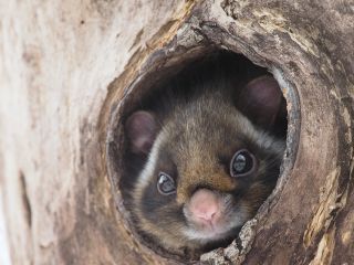 「何見てるの?」 巣から顔を出すムササビ。