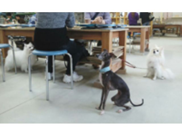 大小屋工房はペット同伴可能となっています(リードorキャリーバッグご利用でお願いします)。