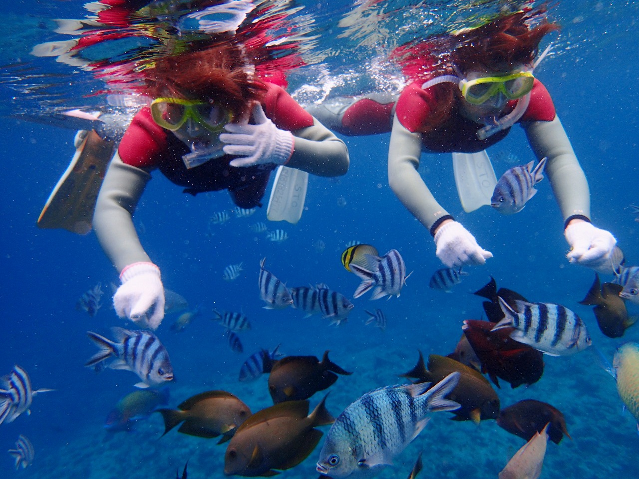 餌付けをしなくてもこんなにいっぱいお魚がよってきてくれる♪