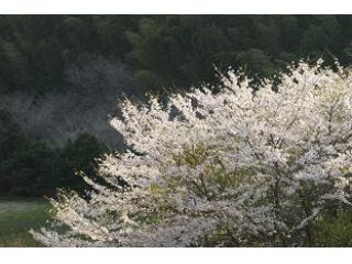 4月から桜の季節です。