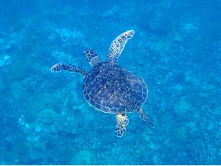 ウミガメが見れたらラッキー。経験豊富な海人船長におまかせください!