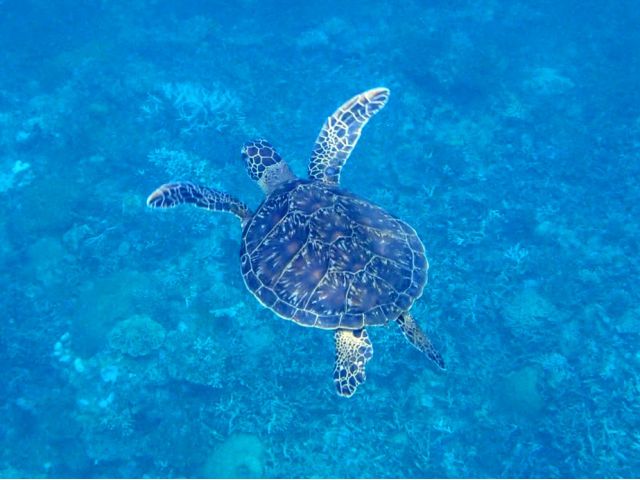 ウミガメが見れたらラッキー。経験豊富な海人船長におまかせください!