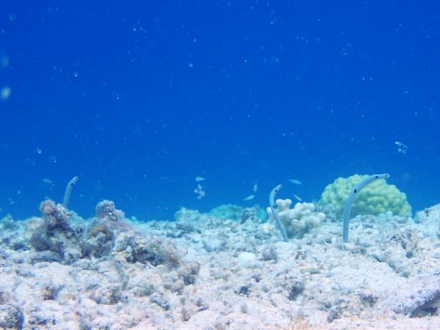 シュノーケルでチンアナゴが見られるのはここだけ!