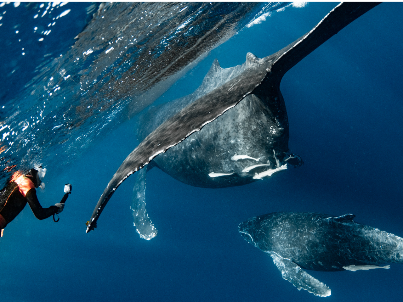 期間限定!沖縄の海へ越冬しに来るクジラたちに会いましょう!