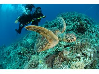 ウミガメと泳ごう!ラッキーならこんな写真も撮れちゃいます♪