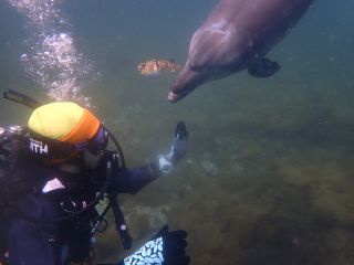 青海島のイルカとダイビング♪運が良ければ会えるかも・・・