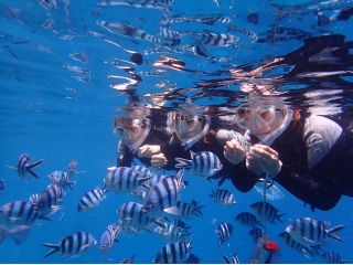 シュノーケル中には熱帯魚の餌付けもできちゃうんです!!