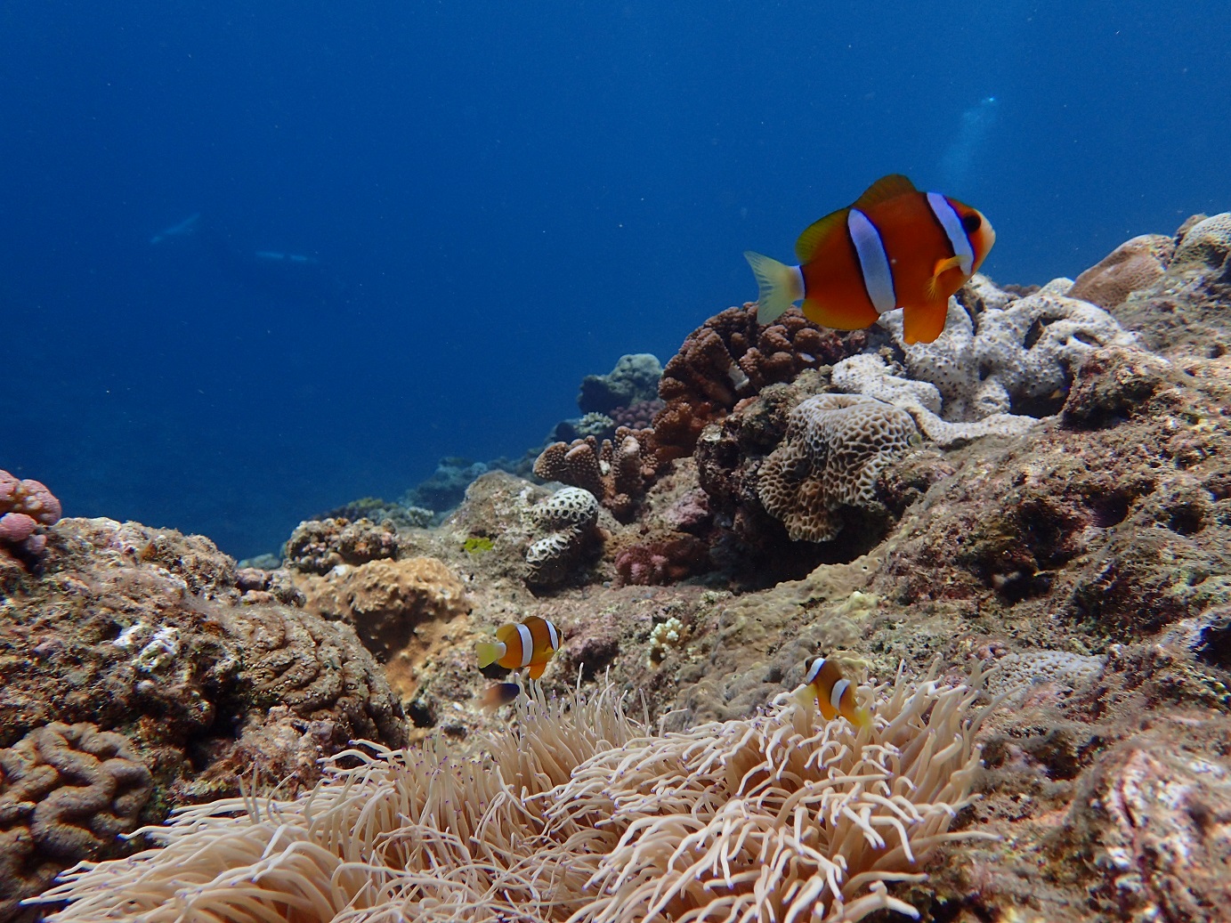 jŗLȃN}m~Bɂ܂[I