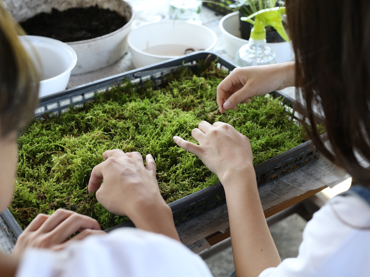 苔を選びます。お好きなサイズでお作りも可能です。