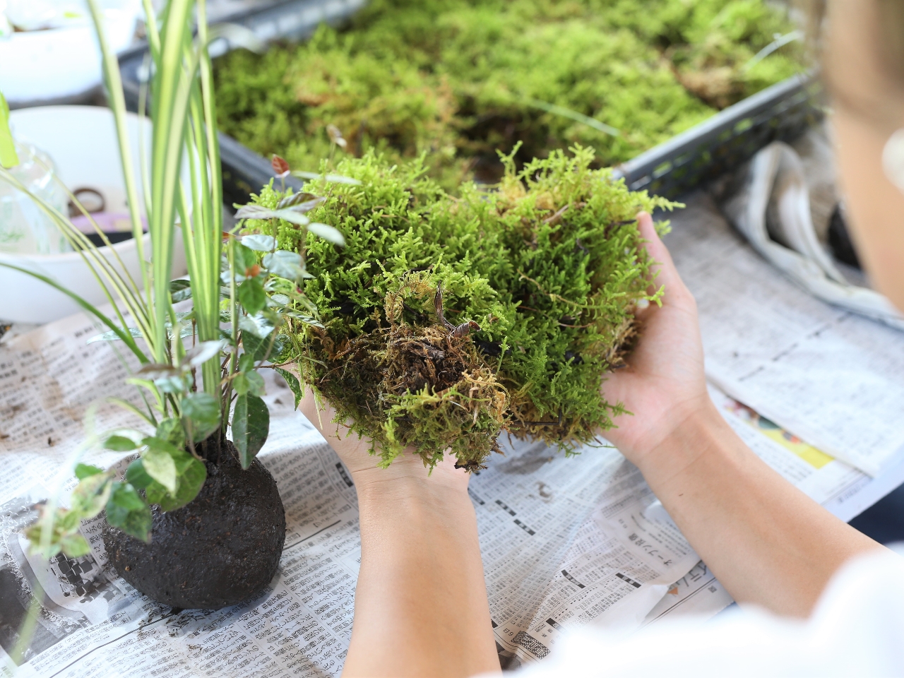 周りに、苔を乗せて、糸で巻き付けます。