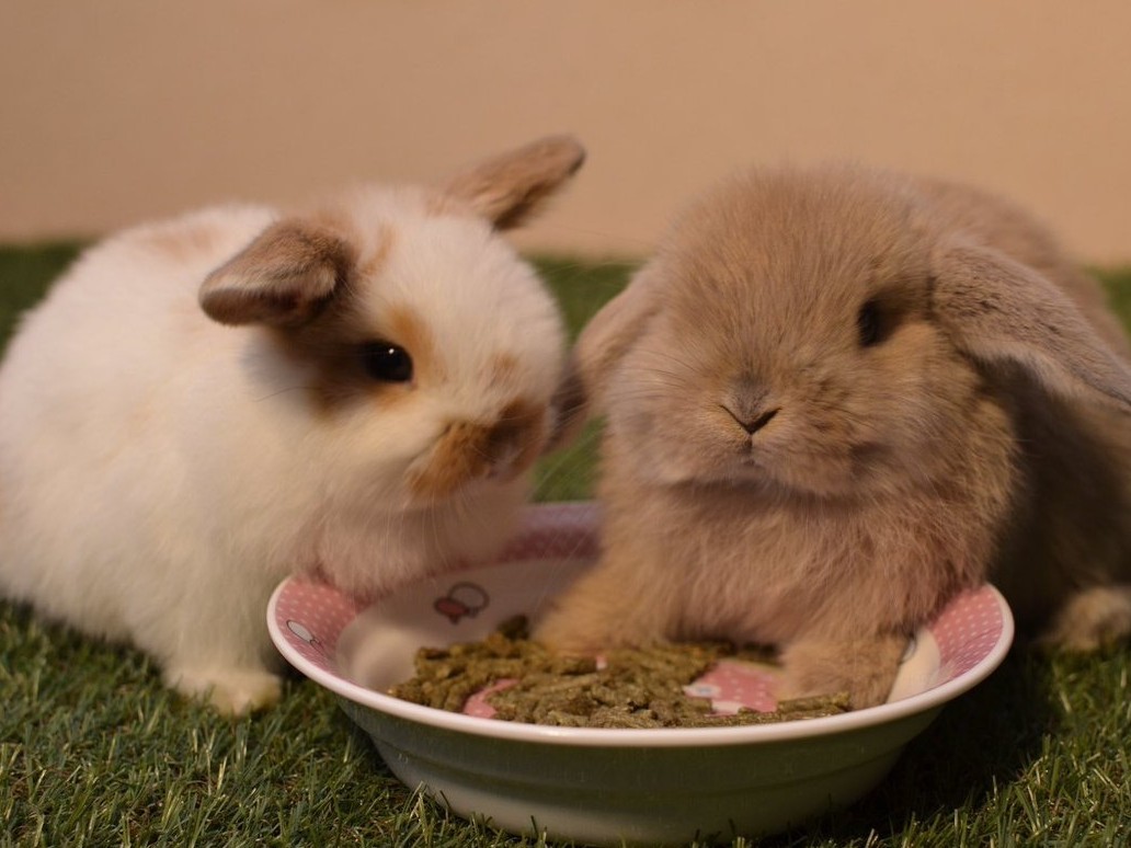 超可愛いウサギさん うさぎに出会えるカフェ ミニヨンの口コミ じゃらんnet