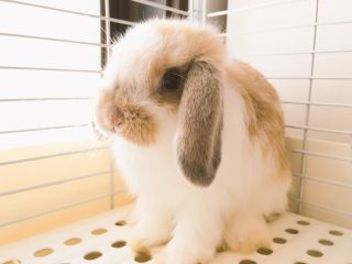Bプラン ドリンク付 モフモフ プラン ファミリー 女性同士 カップルに人気 うさぎに出会えるカフェ ミニヨン じゃらん遊び体験