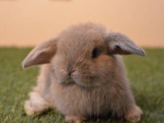 Cプラン ドリンク スイーツ付 モフモフふわふわトロトロ プラン ファミリー 女性同士 カップルに人気 うさぎに出会えるカフェ ミニヨン じゃらん遊び体験 Cプラン ドリンク スイーツ付 モフモフふわふわトロトロ プラン ファミリー 女性同士 カップルに人気 うさぎに出会えるカフェ ミニヨン じゃらん遊び体験