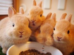 うさぎに出会えるカフェ ミニヨン 予約 アクセス 割引クーポン じゃらんnet うさぎに出会えるカフェ ミニヨン 予約 アクセス 割引クーポン じゃらんnet