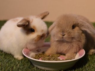お飲み物・お食事にもこだわったうさぎカフェです。