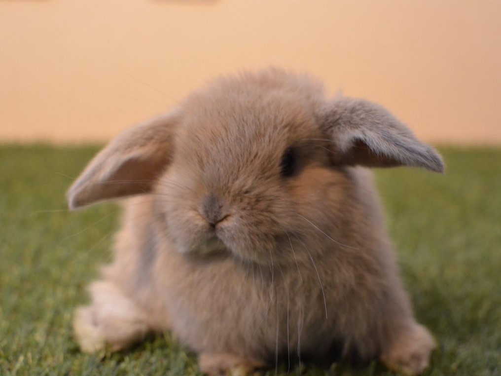 吉祥寺駅の南改札(公園口)から徒歩4分の場所にございます。