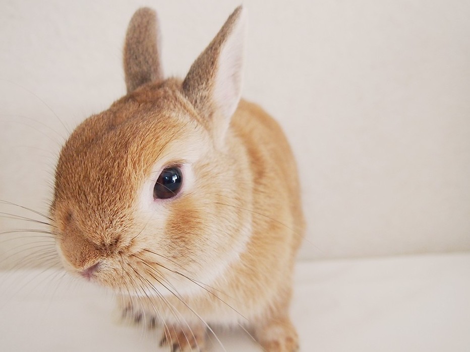 うさぎと触れ合って生活に「ほっ」と一息の癒やしを♪