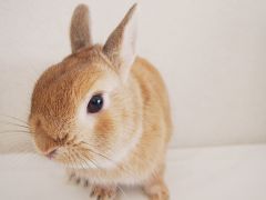 うさぎと触れ合って生活に「ほっ」と一息の癒やしを♪