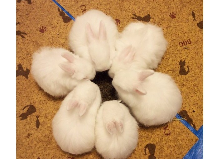 みんな仲良しの子うさぎたち