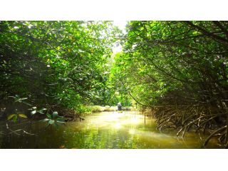 マングローブのトンネル!