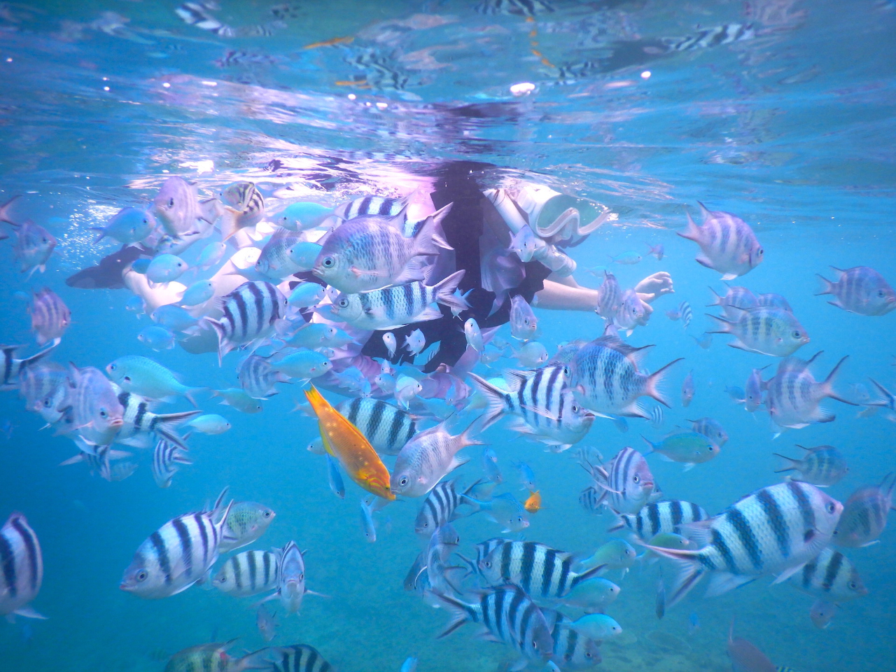 og̃JtȔMыƈꏏɃVm[PO 