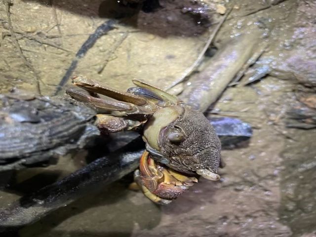 カニにも会えます