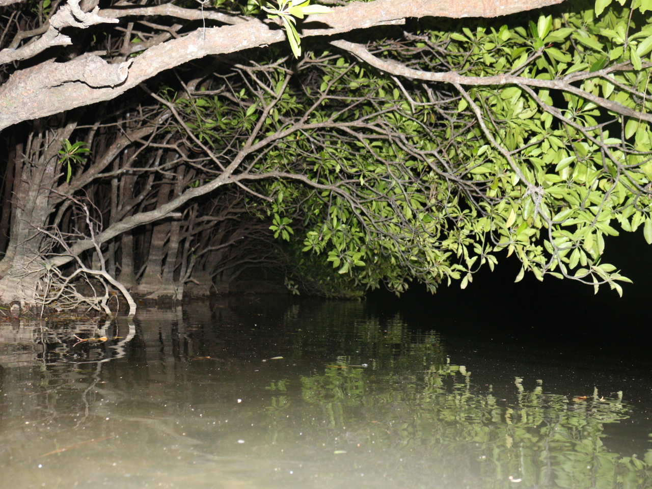 夜のマングローブに潜入!