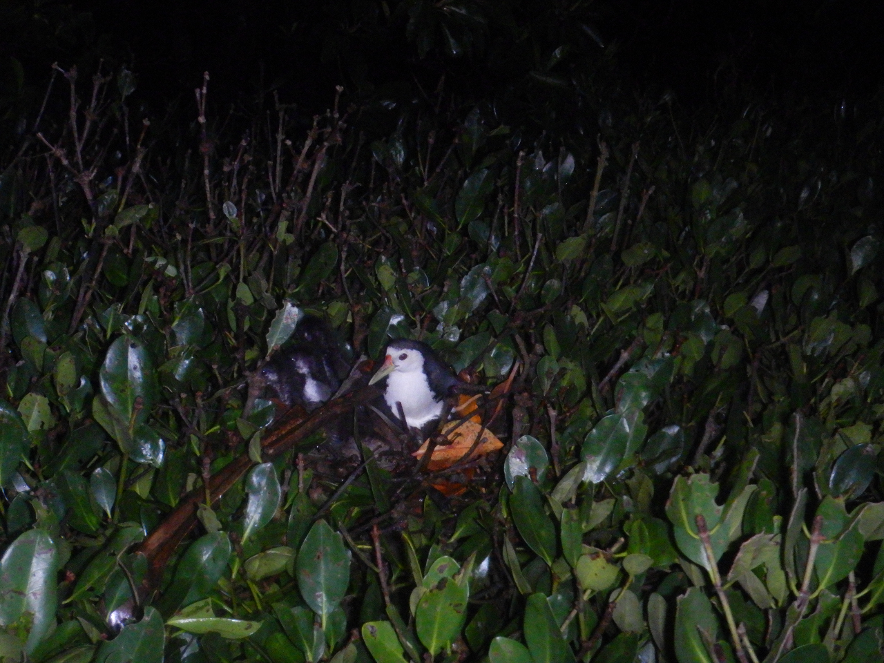 鳥も寝てるかも・・・?