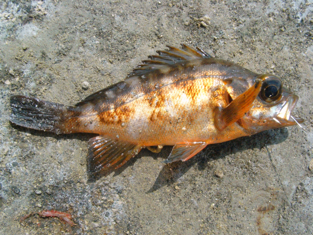 海釣り体験 カップル特典付 釣竿２本 海のお守り タカラ貝ストラップ プレゼント ちょっとアクティブな海釣りデート はいかが レンタル釣竿 ９０分コース 千葉県 南房総 館山市 館山港 海釣り体験 レンタル釣竿 まるへい遊び隊 受付 海辺の