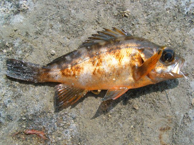 海釣り体験 カップル特典付 釣竿2本 海のお守り タカラ貝ストラップ プレゼント ちょっとアクティブな海釣りデート はいかが レンタル釣竿 90分コース 千葉県 南房総 館山市 館山港 海釣り体験 レンタル釣竿 まるへい遊び隊 受付 海辺の 海釣り体験 カップル特典付 釣竿2本 海のお守り タカラ貝ストラップ プレゼント ちょっとアクティブな海釣りデート はいかが レンタル釣竿 90分コース 千葉県 南房総 館山市 館山港 海釣り体験 レンタル釣竿 まるへい遊び隊 受付 海辺の