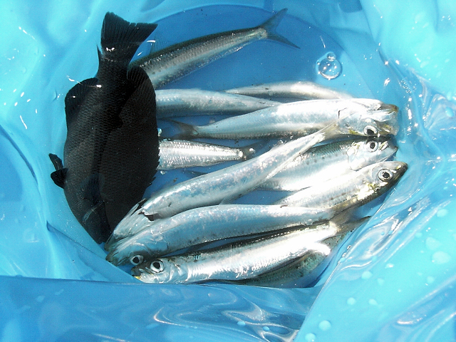 ��`���I���������ς��ނꂽ�l��