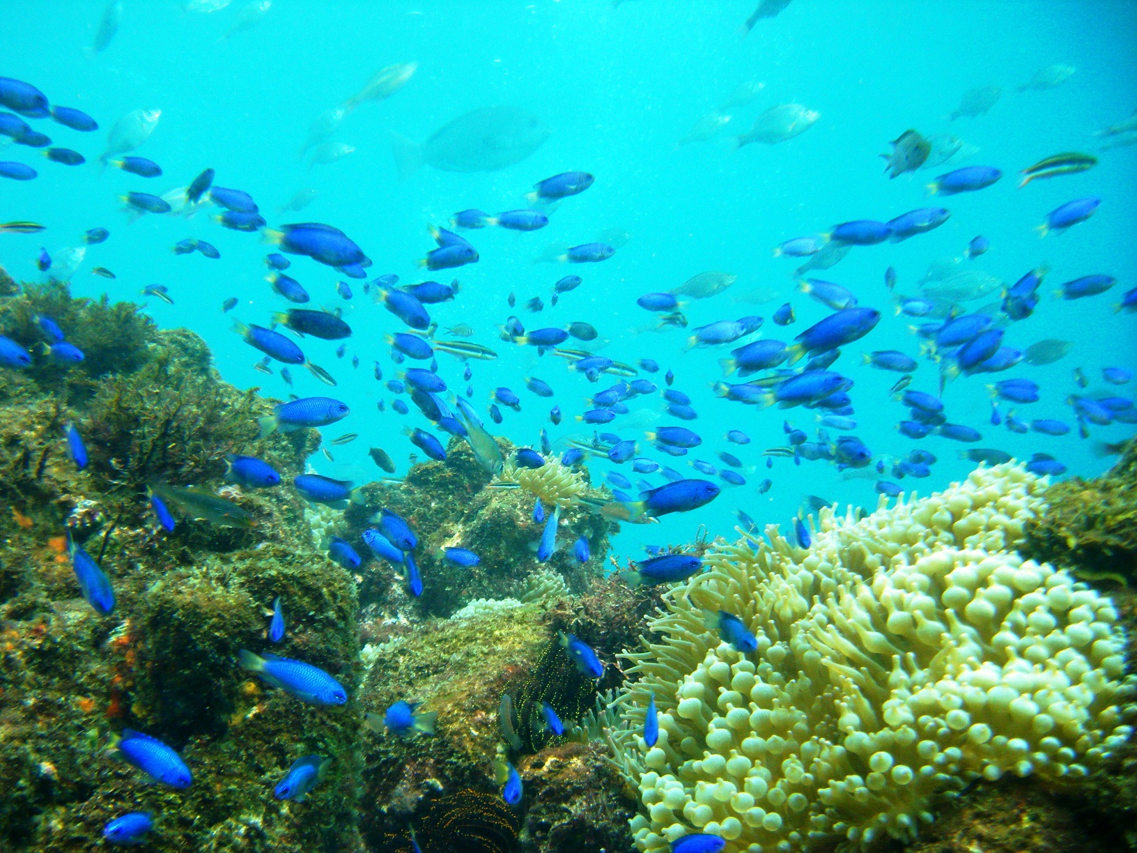 【じゃらん限定・体験ダイビング】お昼弁当&お写真サービス!1日体験ダイビング♪ ...