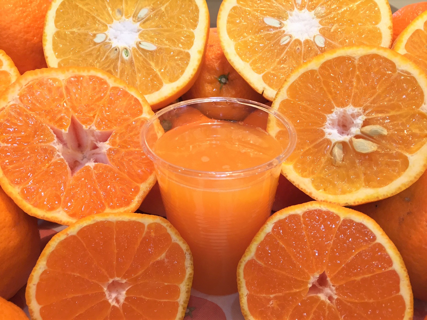 売店で季節の柑橘を使った生搾りジュースも飲めます。みかん狩りしない方はこちらをどうぞ!