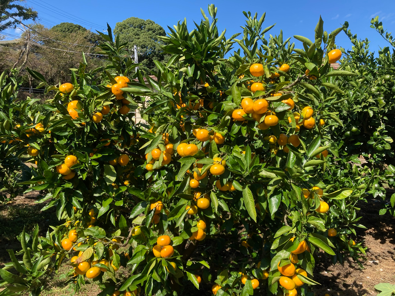 温州みかんは10月〜1月頃。その後はポンカンやその他の柑橘があります。