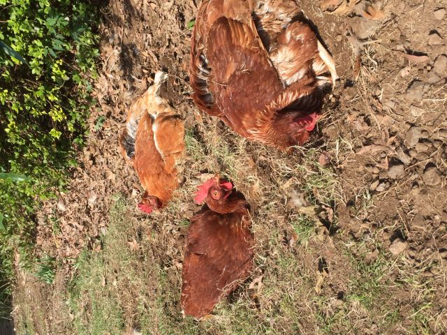 BQをしているとニワトリが寄ってくる事があります。