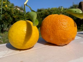 ニューサマーオレンジと甘夏