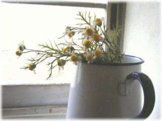 全長約20センチ強のカモミールを2枝制作します。1枝にお花とつぼみが3個づつ付いています。(お花合計5個、つぼみ1個)