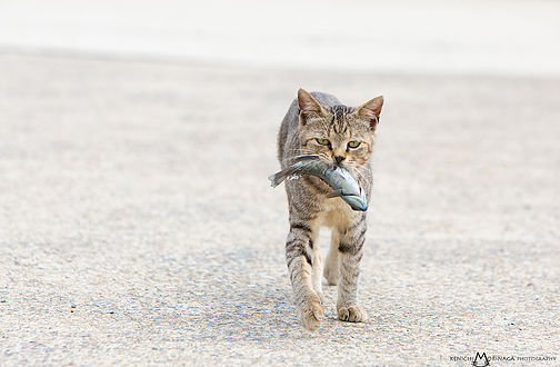 ネコの島”相島”【島巡り&猫写真の撮影ポイントをプロがレクチャー!】スマホもOK...